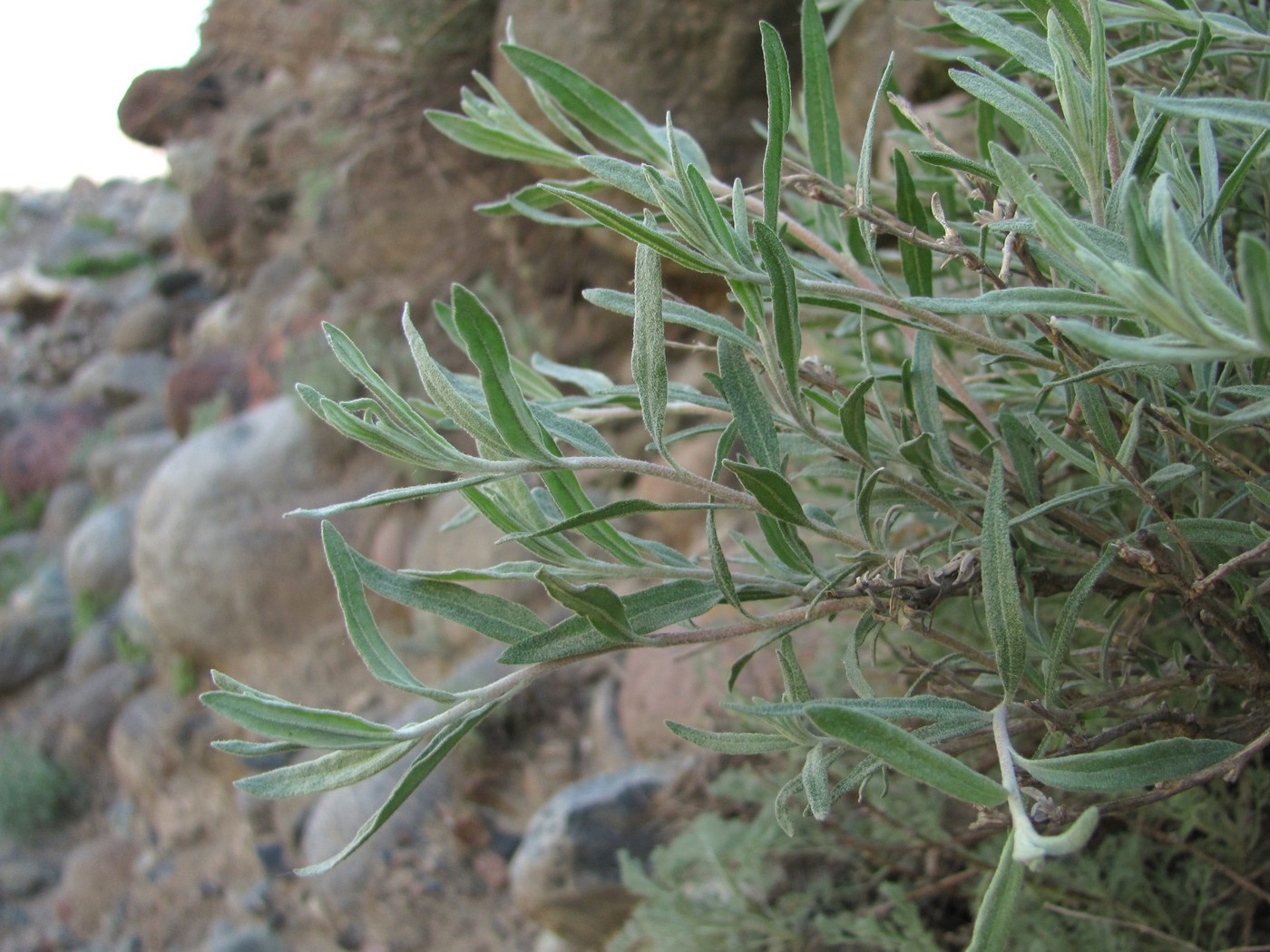 Image of Krascheninnikovia ceratoides specimen.