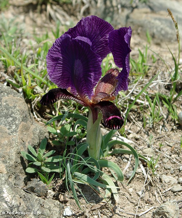 Изображение особи Iris paradoxa.