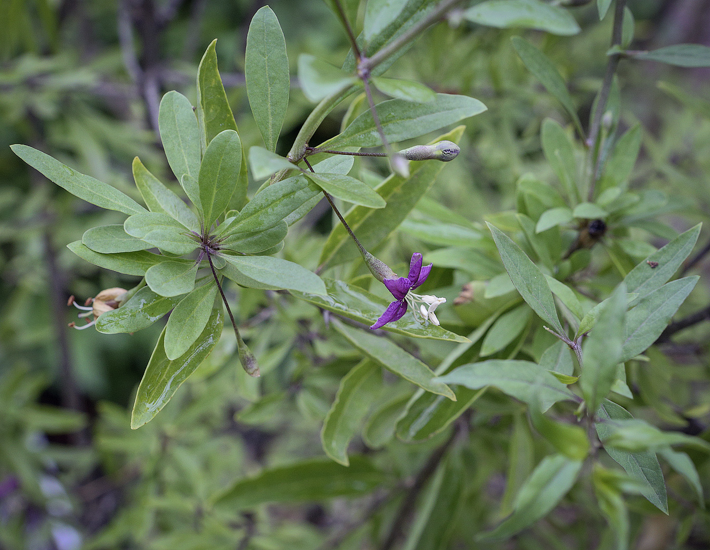 Изображение особи Lycium barbarum.