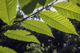 Quercus acutissima. Листья (видна абаксиальная поверхность). Москва, ГБС, дендрарий. 31.08.2021.