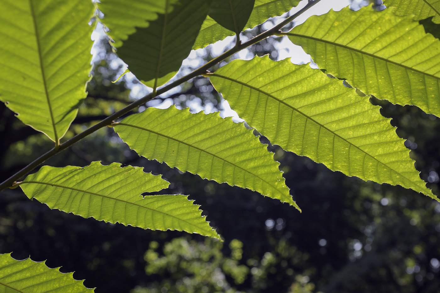 Изображение особи Quercus acutissima.