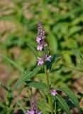 Stachys palustris. Верхушка побега с соцветием. Московская обл., окр. г. Железнодорожный, окраина залежи. 15.08.2021.