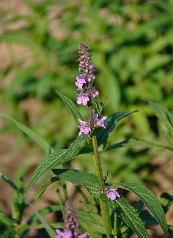 Изображение особи Stachys palustris.