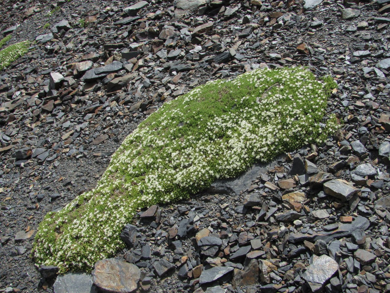 Image of Minuartia inamoena specimen.