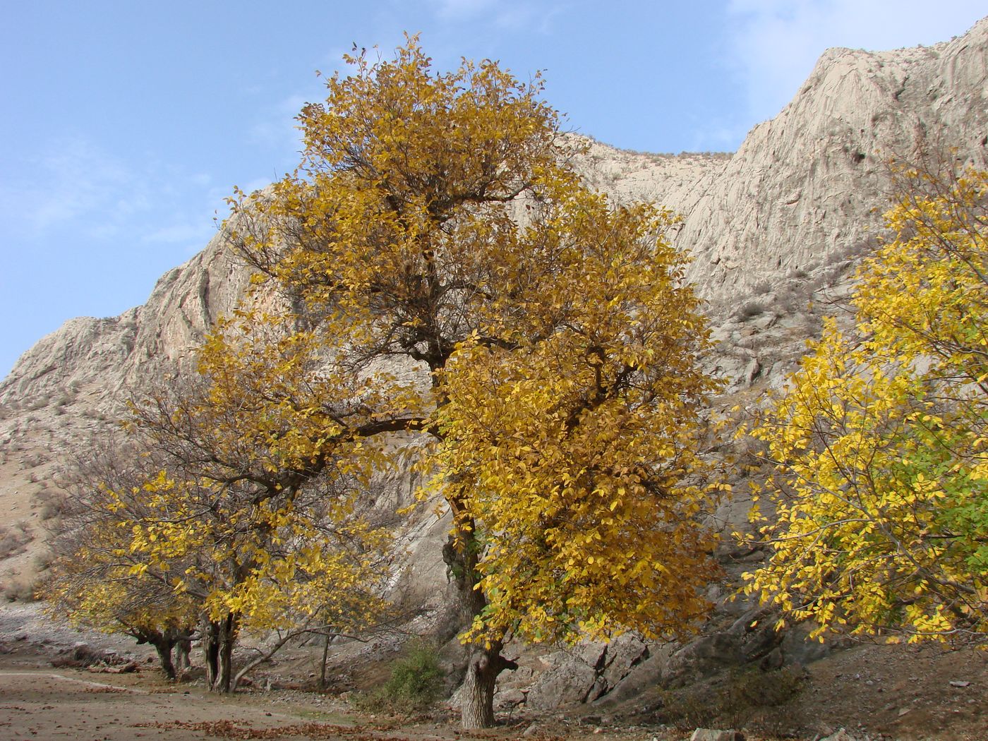 Изображение особи Juglans regia.