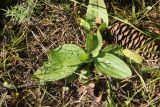 род Plantago. Вегетирующее растение. Республика Алтай, Улаганский р-н, окраина с. Улаган, берег р. Башкаус, выс. ок. 1380 м н.у.м., перелесок между большим лугом и рекой. 6 августа 2020 г.