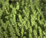 Sedum sexangulare