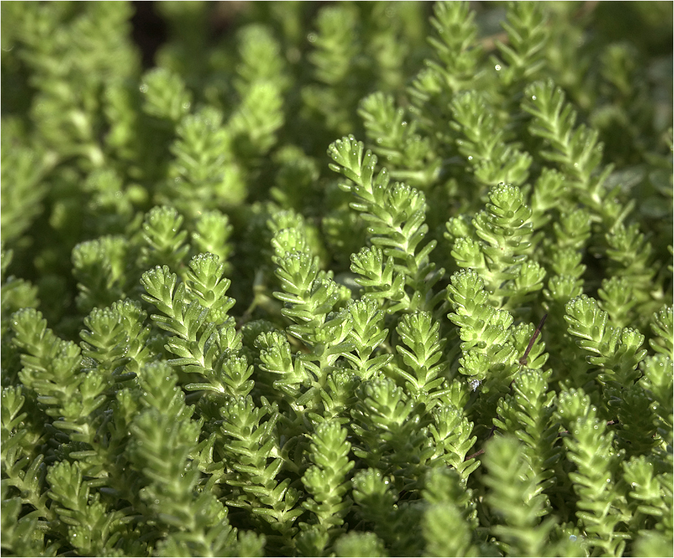 Image of Sedum sexangulare specimen.