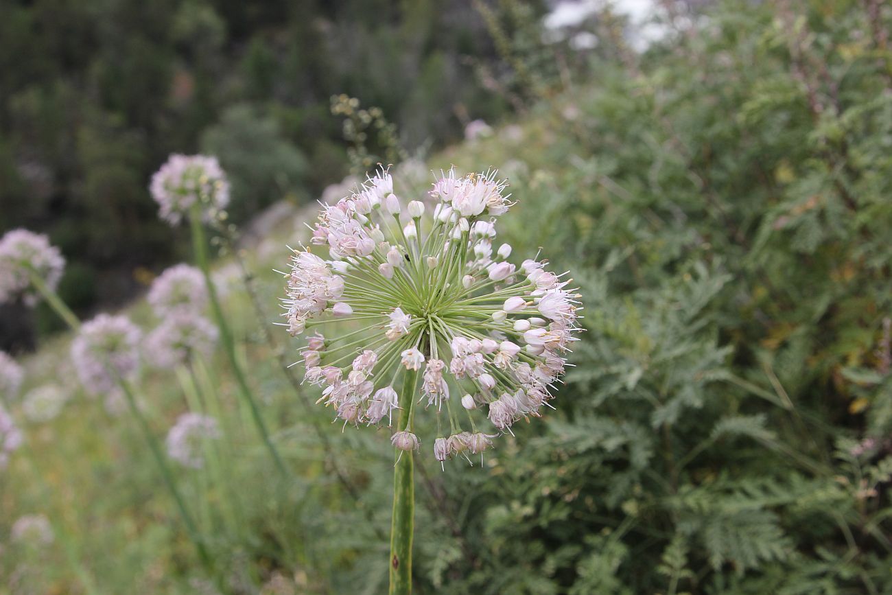 Image of Allium nutans specimen.