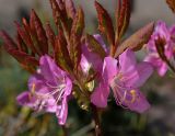 Rhododendron albrechtii. Верхушка цветущей ветки. Санкт-Петербург, парк Ботанического сада БИН РАН, в культуре. 22.05.2022.