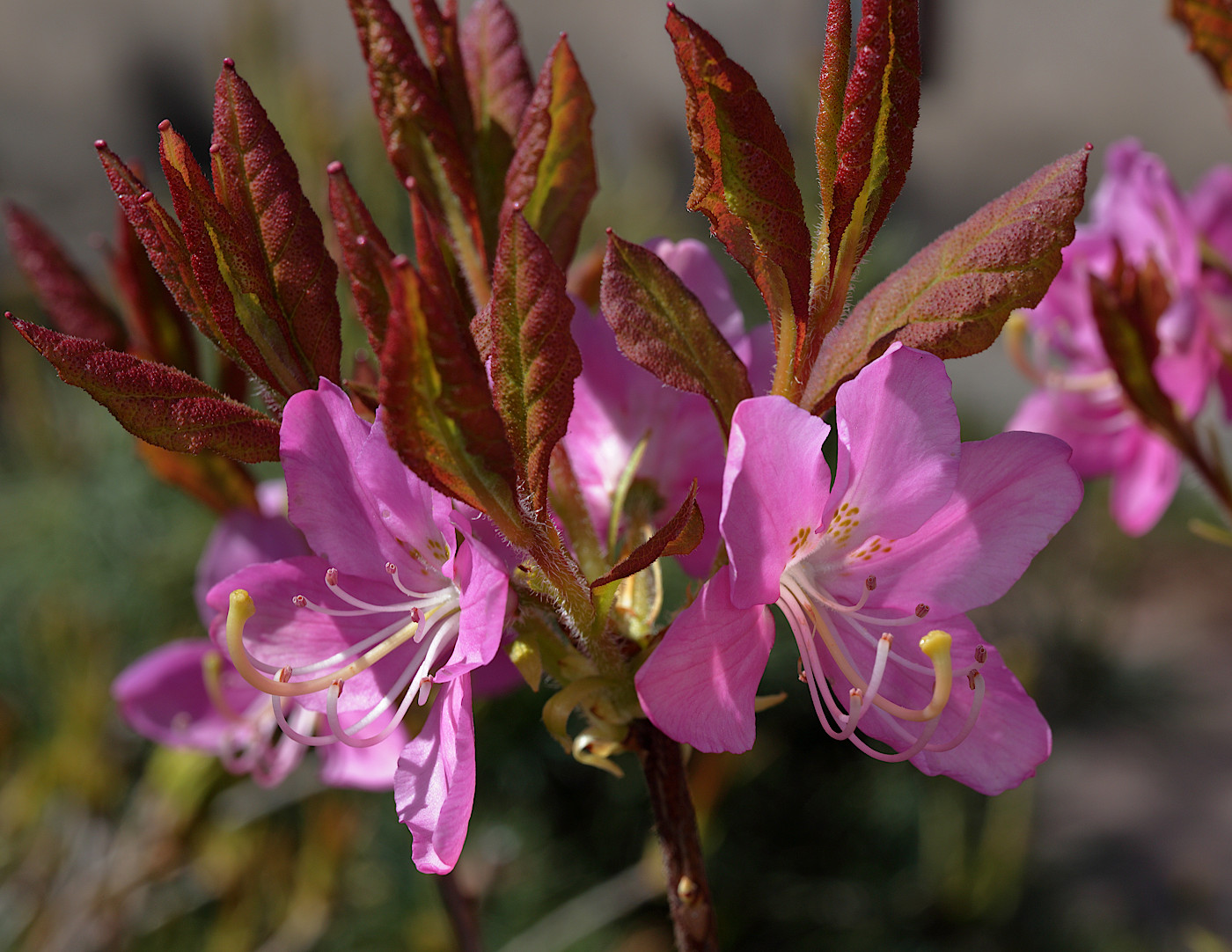 Image of Rhododendron albrechtii specimen.