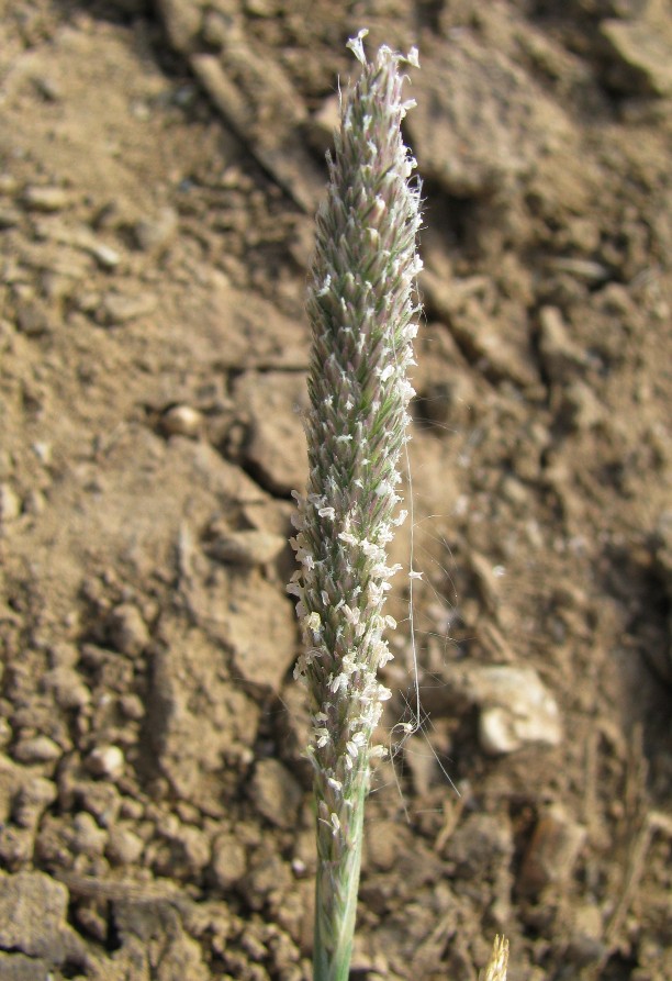 Image of Crypsis alopecuroides specimen.