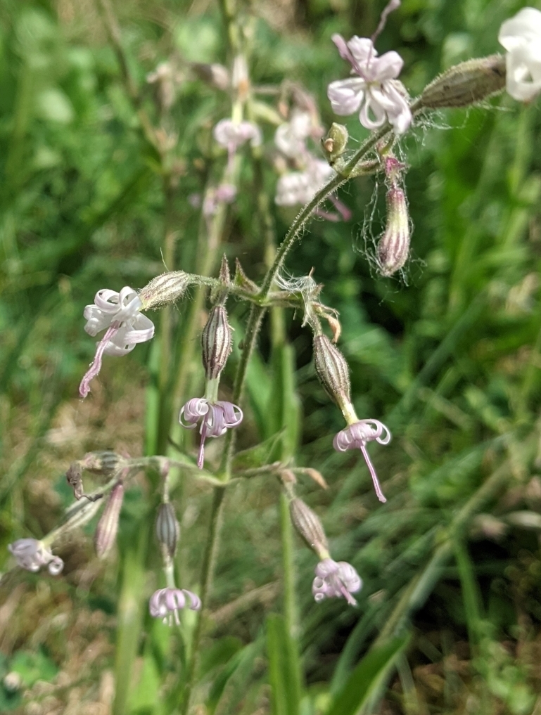 Изображение особи Silene nutans.