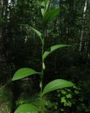 Polygonatum humile