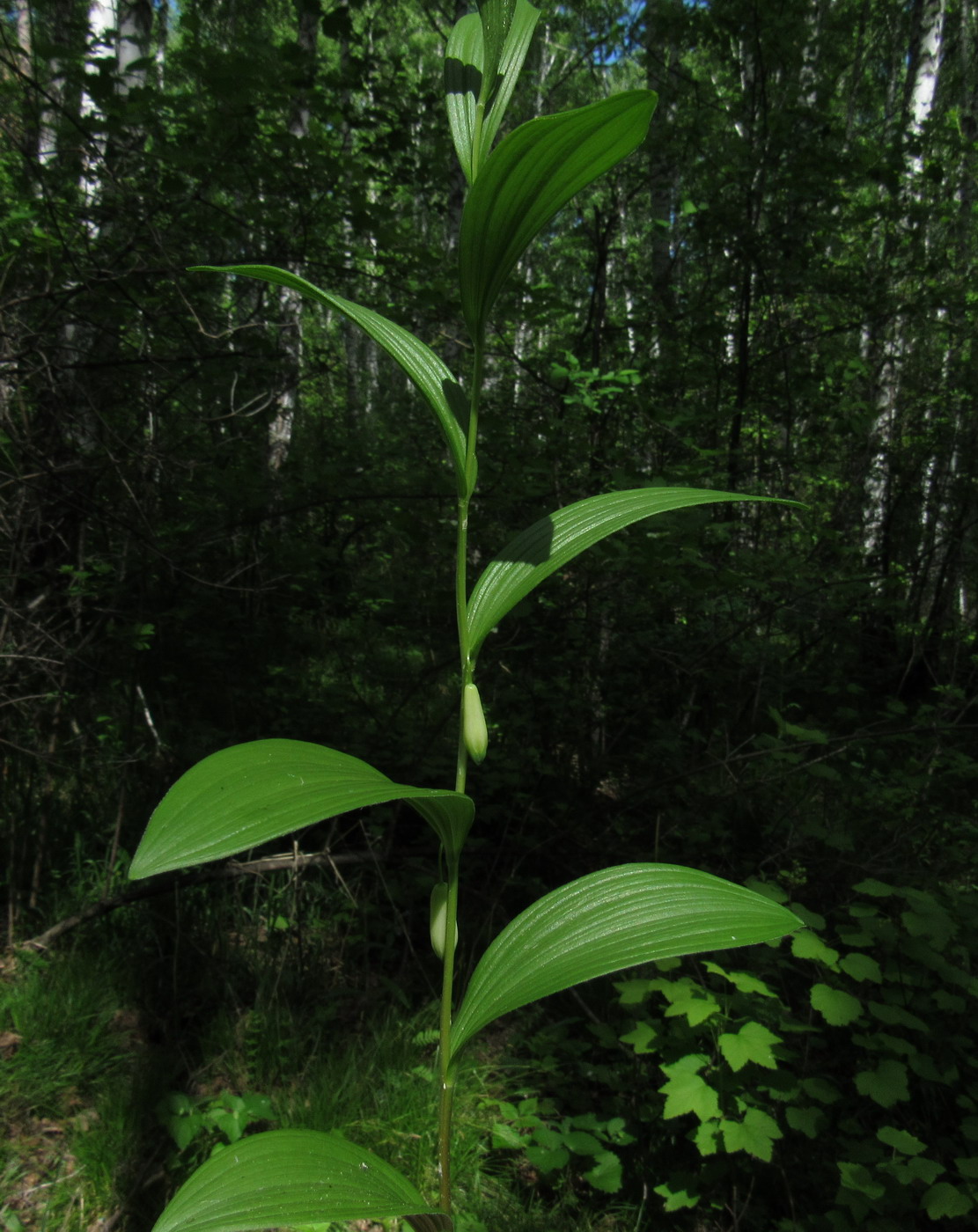 Изображение особи Polygonatum humile.