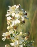 Rubus candicans. Верхушка соцветия с цветками с увеличенным числом лепестков. Краснодарский край, м/о город-герой Новороссийск, водосборная зона Суджукской лагуны, злаковый луг. 15.06.2022.