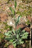 Arabidopsis arenosa