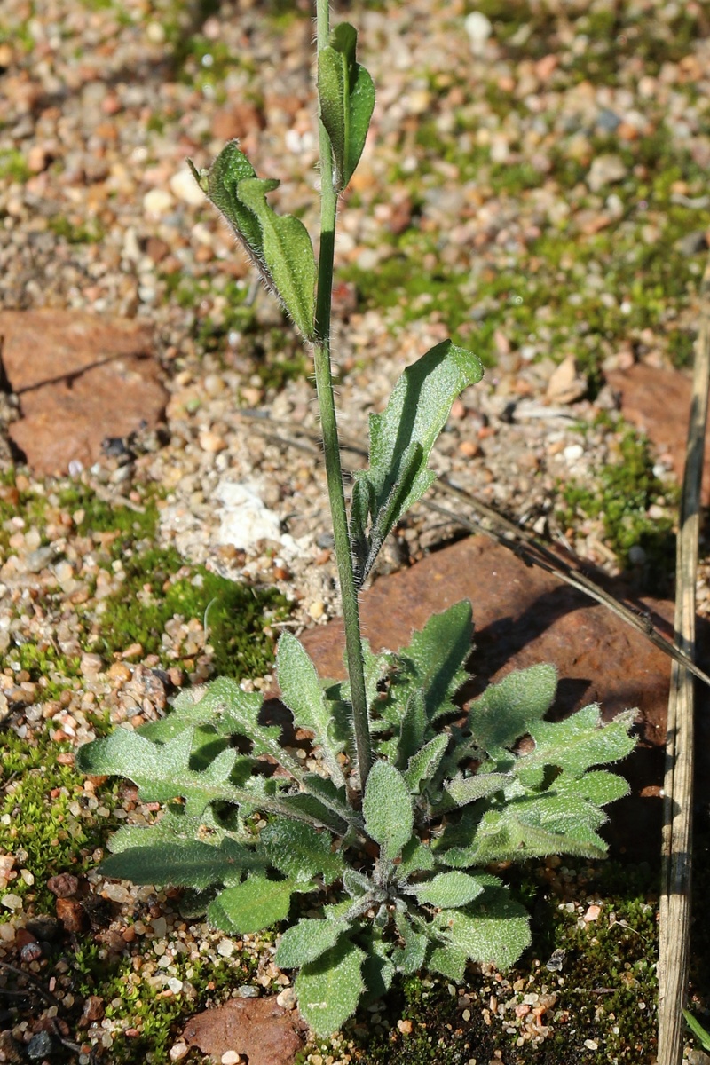 Изображение особи Arabidopsis arenosa.
