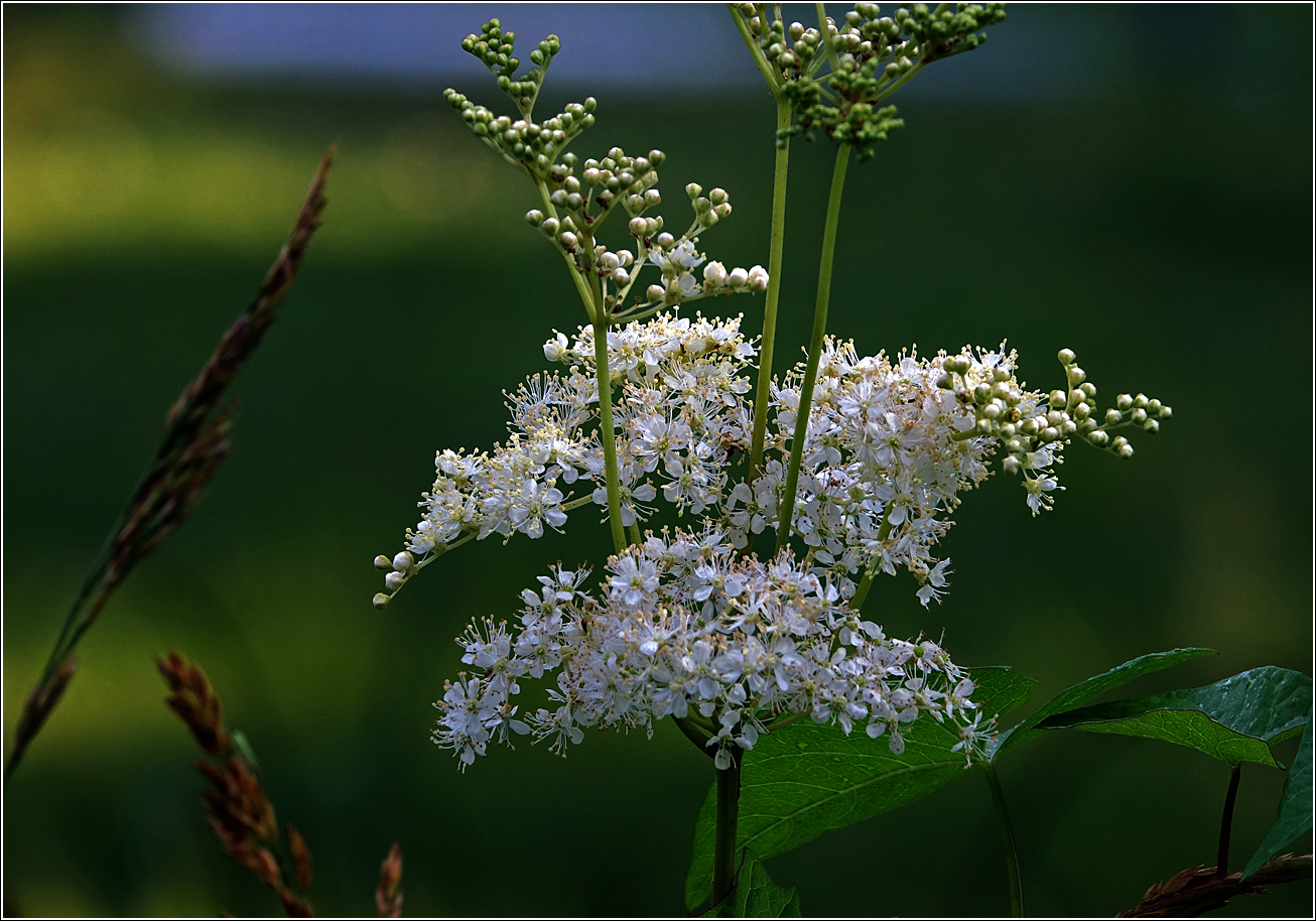 Image of Filipendula ulmaria specimen.