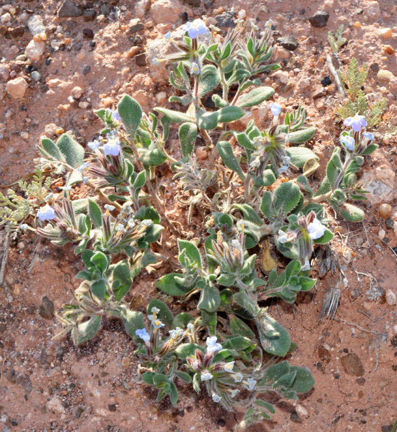 Изображение особи Arnebia obovata.