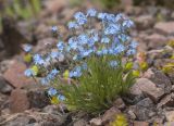 Myosotis alpestris