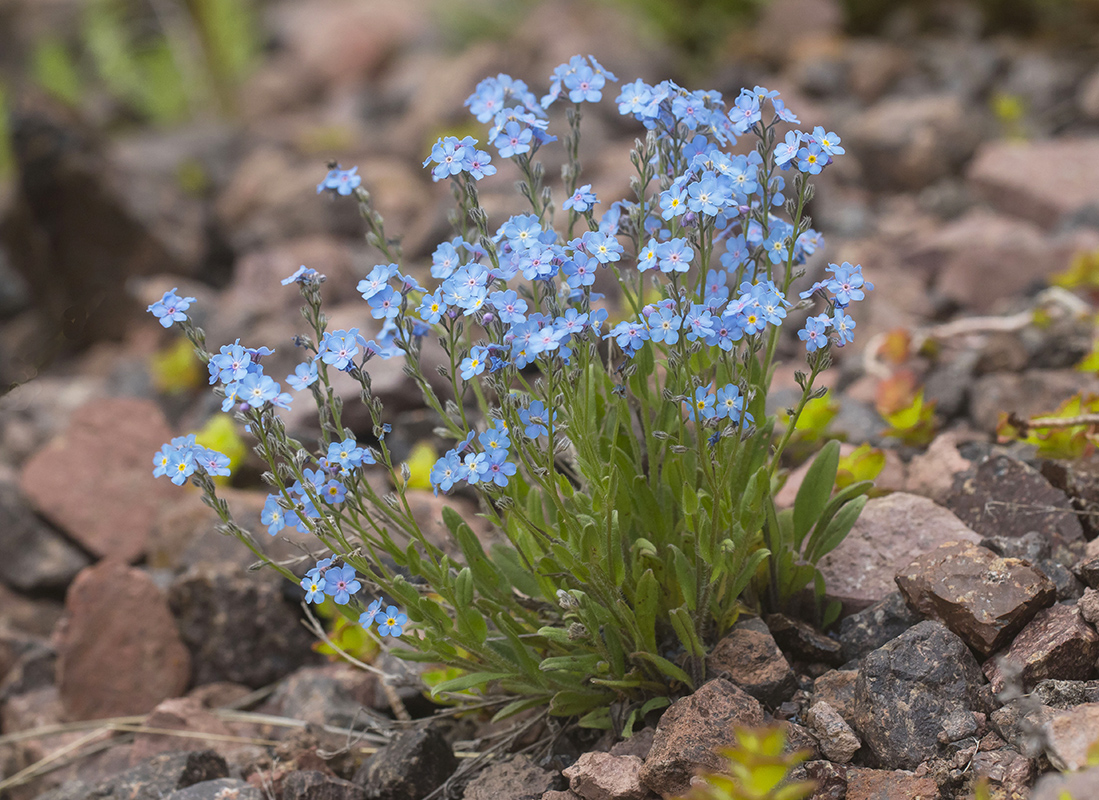 Image of Myosotis alpestris specimen.