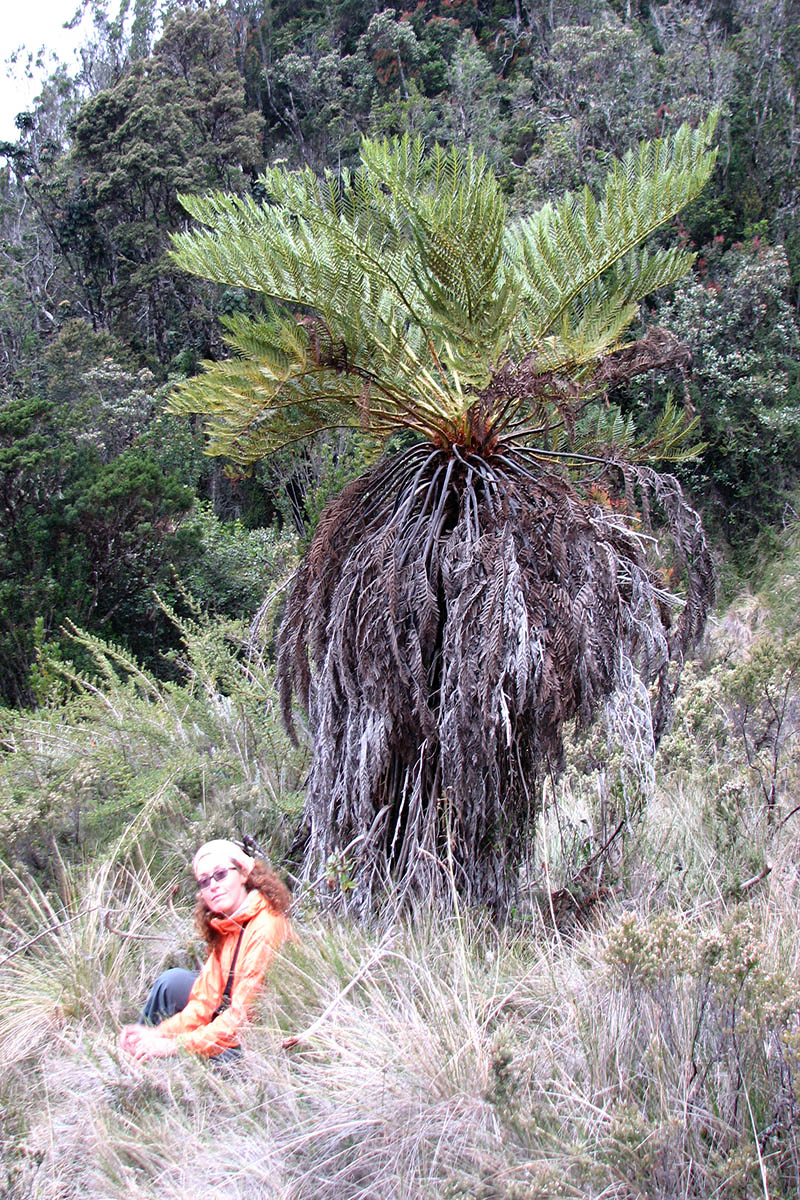 Image of class Polypodiopsida specimen.