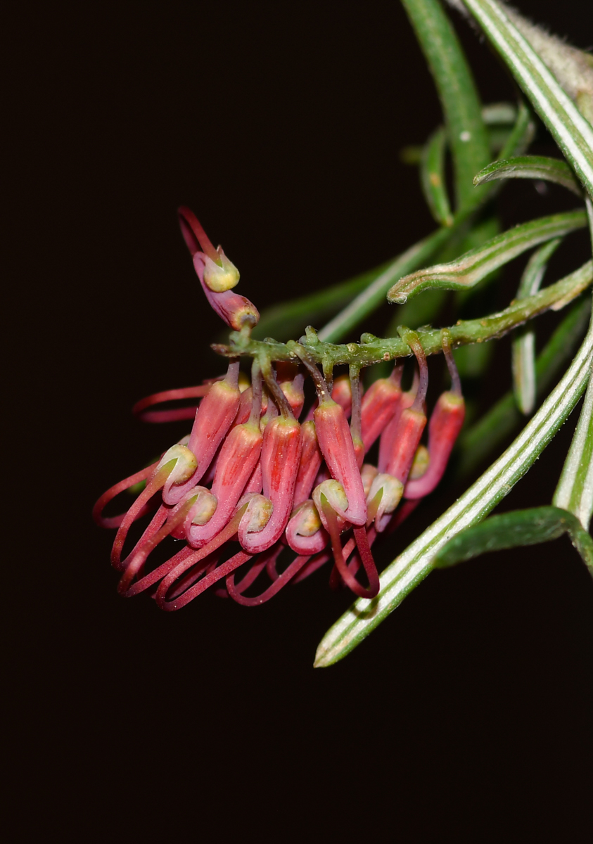 Image of Grevillea pinaster specimen.