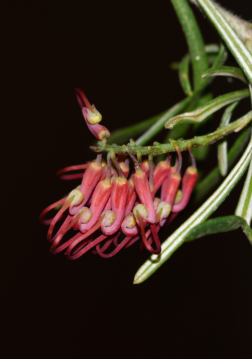 Изображение особи Grevillea pinaster.