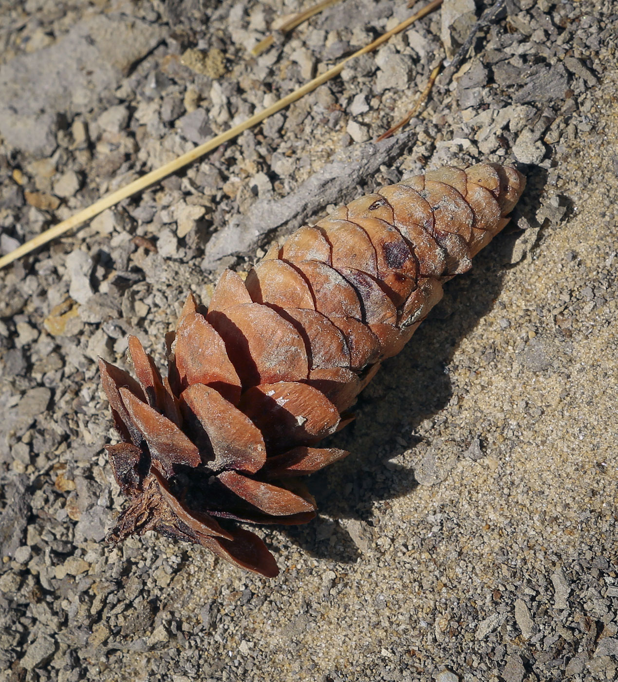 Image of Picea obovata specimen.