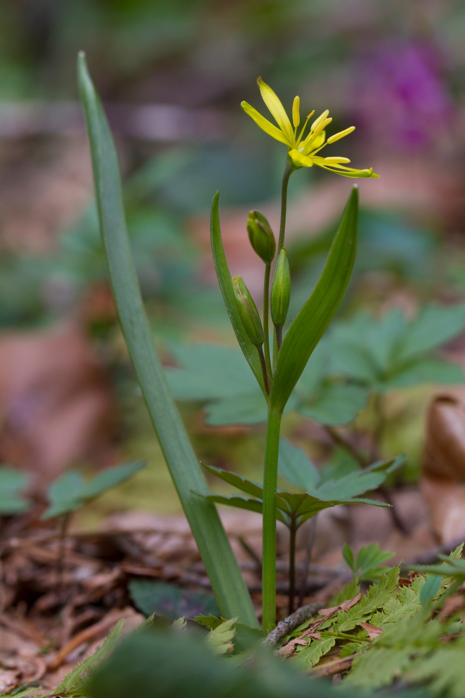 Изображение особи Gagea lutea.