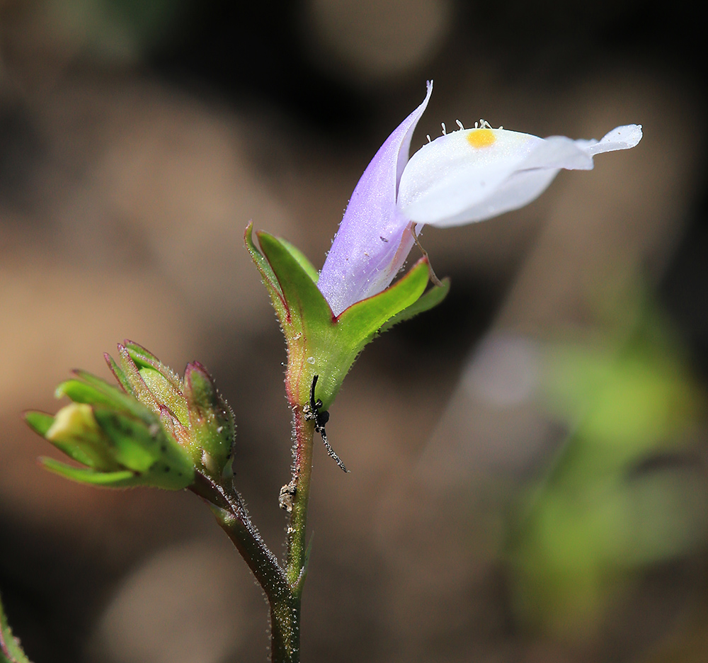 Image of Mazus pumilus specimen.