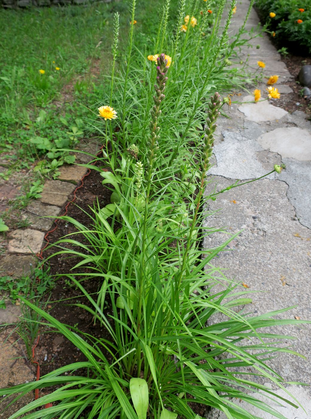 Image of Liatris spicata specimen.