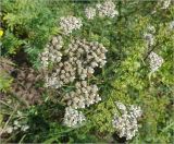 Achillea millefolium