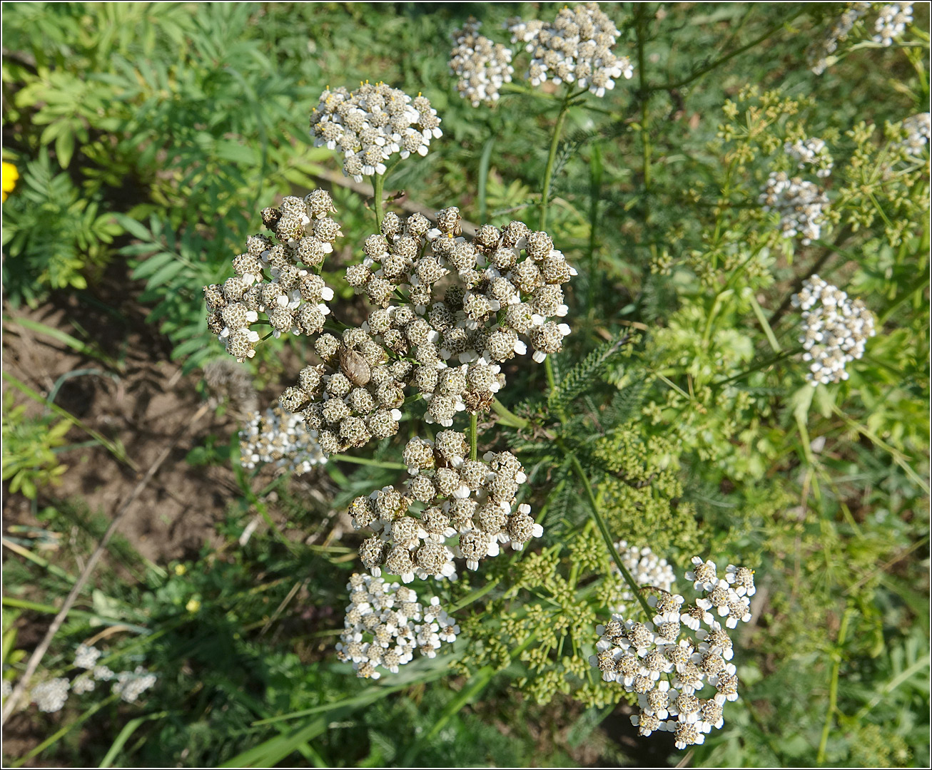 Image of Achillea millefolium specimen.