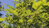 genus Fagus. Часть веточки (видна абаксиальная поверхность листьев). Ярославская обл., г. Переславль-Залесский, дендрологический парк им. С. Ф. Харитонова, в культуре. 12.06.2022.