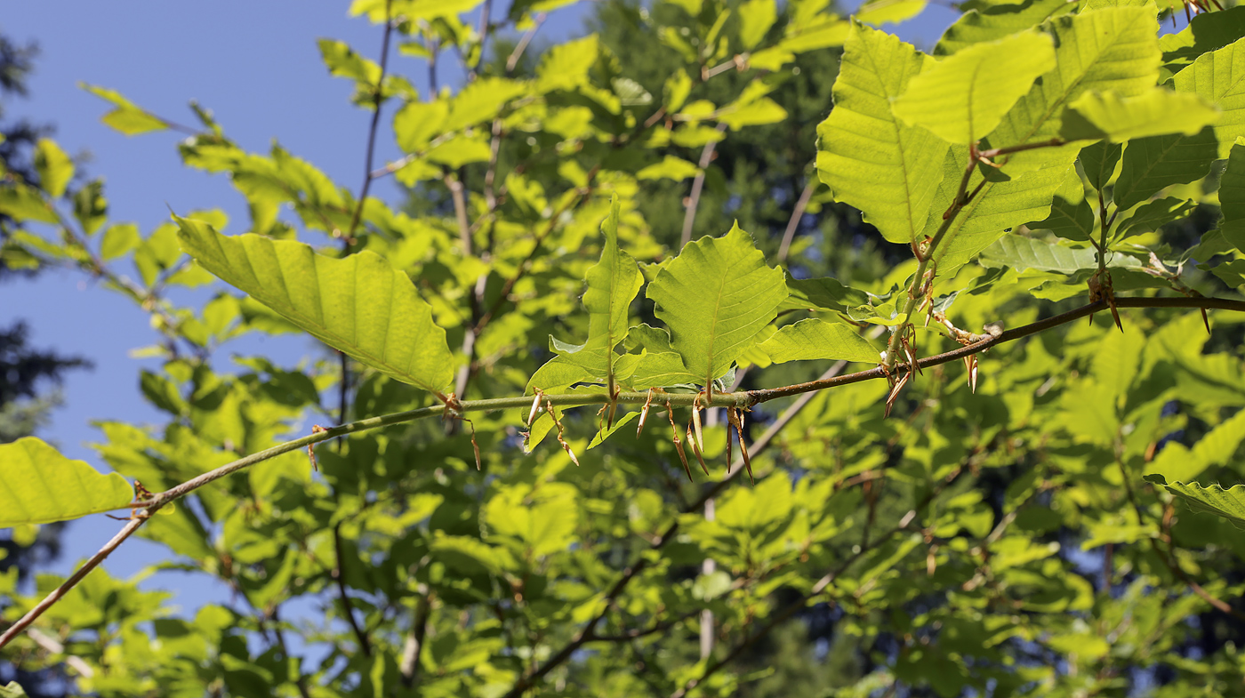 Изображение особи род Fagus.