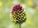 Allium sphaerocephalon. Бутонизирующее соцветие. ДНР, г. Донецк, старый террикон около пруда Песчаный. 13.07.2021.