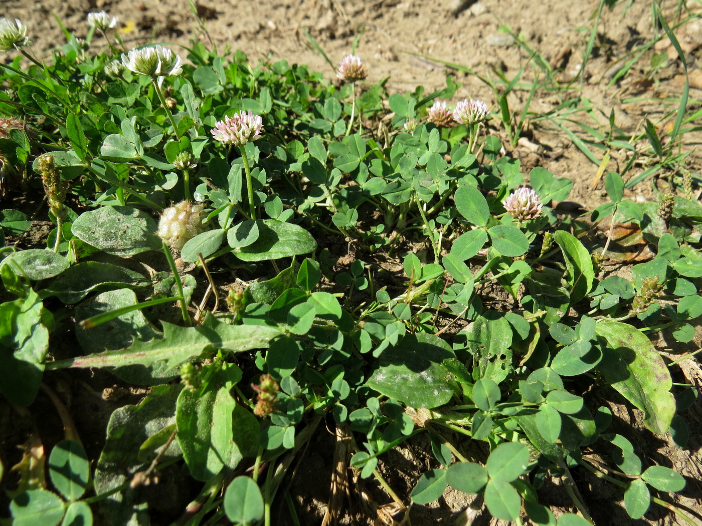 Изображение особи Trifolium fragiferum.