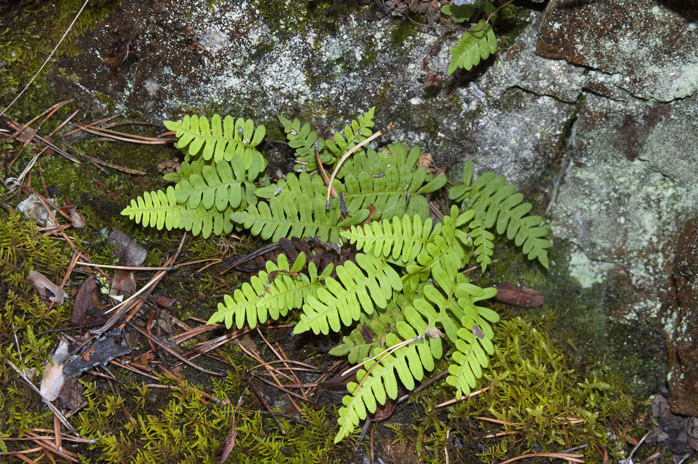 Image of Polypodium sibiricum specimen.