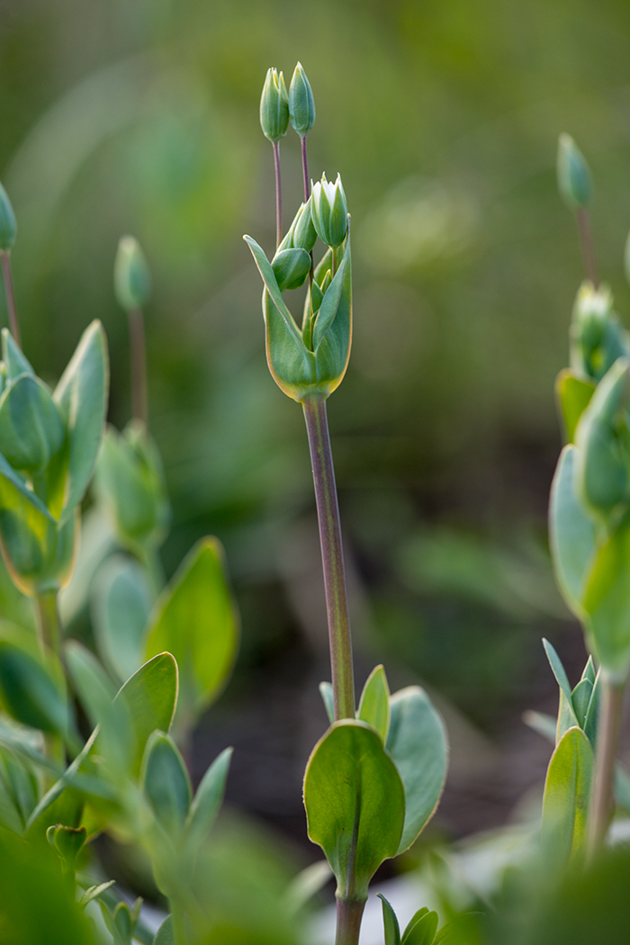 Изображение особи Holosteum umbellatum.