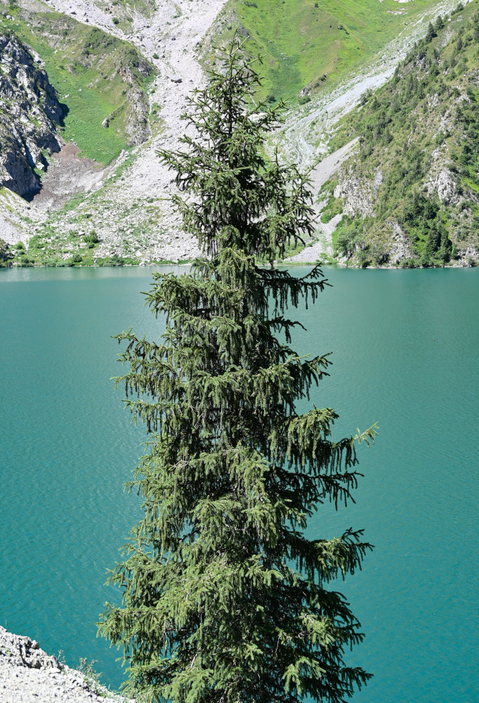 Image of Picea schrenkiana specimen.