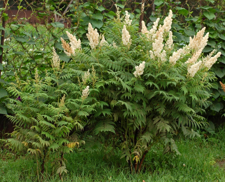 Image of Sorbaria sorbifolia specimen.
