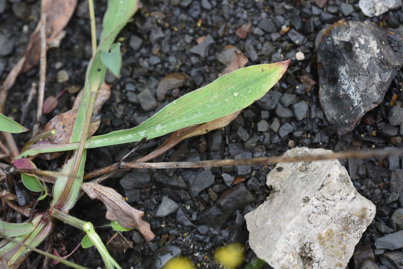 Image of genus Bupleurum specimen.