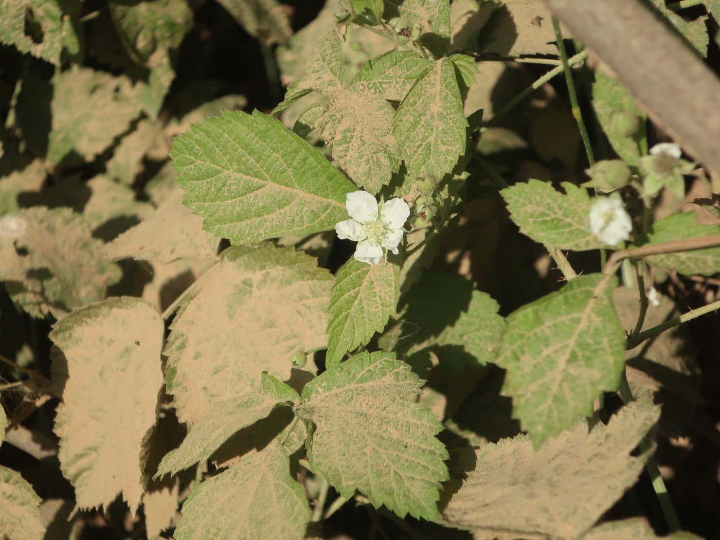 Изображение особи Rubus caesius.