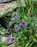 genus Vicia. Верхушка побега с соцветиями. Армения, обл. Лори, окр. г. Алаверди, монастырь Ахпат, ≈ 1000 м н.у.м., каменистый участок лугового склона. 24.06.2022.