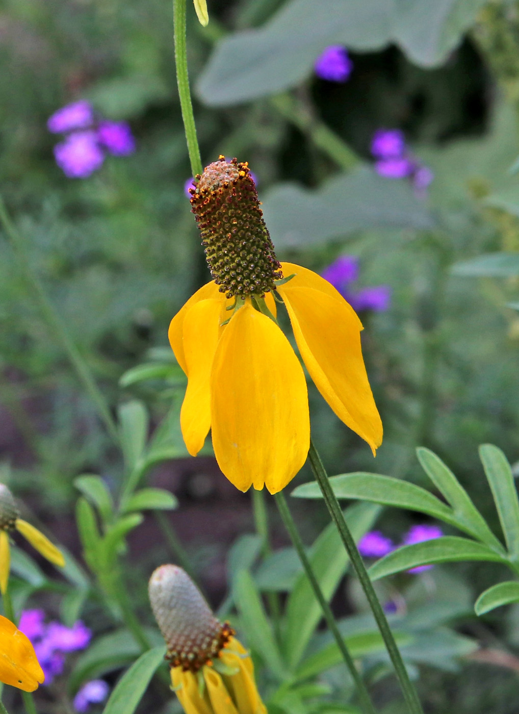 Image of Rudbeckia columnifera specimen.