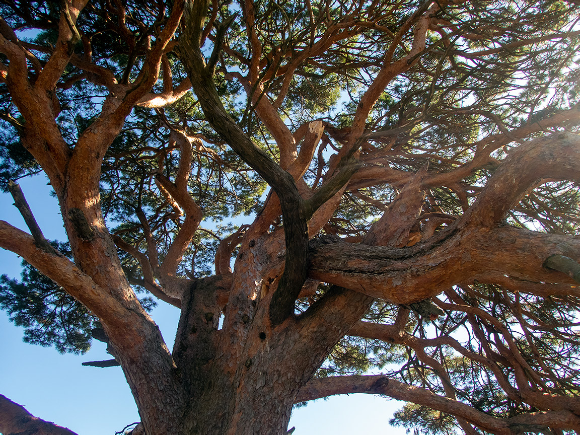 Image of genus Pinus specimen.