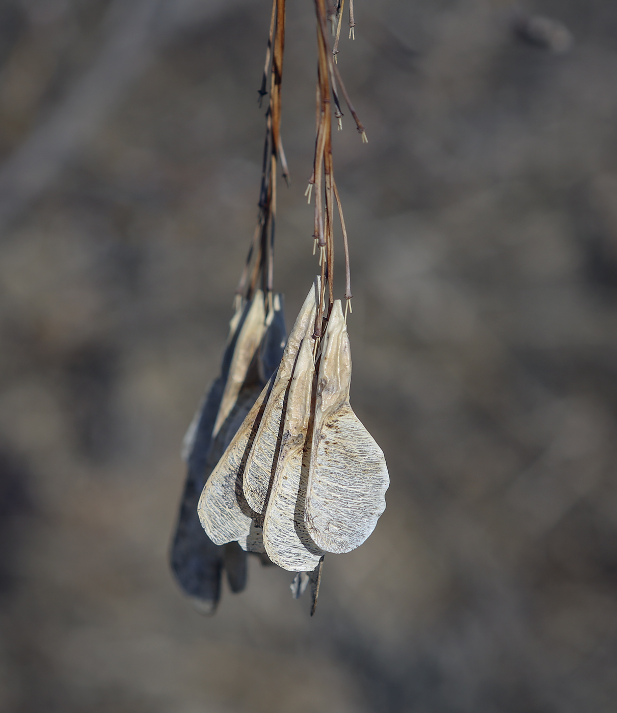 Image of Acer negundo specimen.