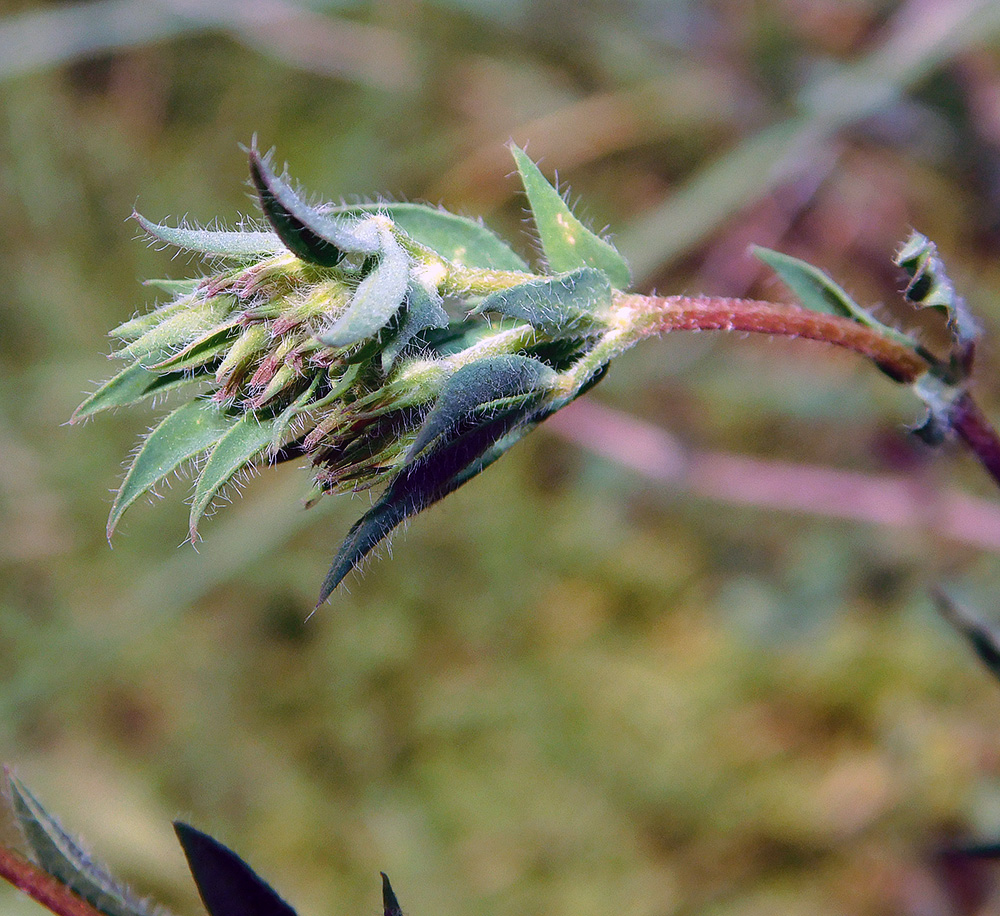 Image of Lotus caucasicus specimen.